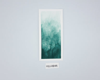 HELLEBORE